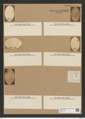 Xanthiopyxis oblonga Ehr. (de-Toni-Nr.: Genus 190, Species 4709) Zeichnungen Sammlung Grunow Nr. 8356 (NHMW-BOT-W0377770)